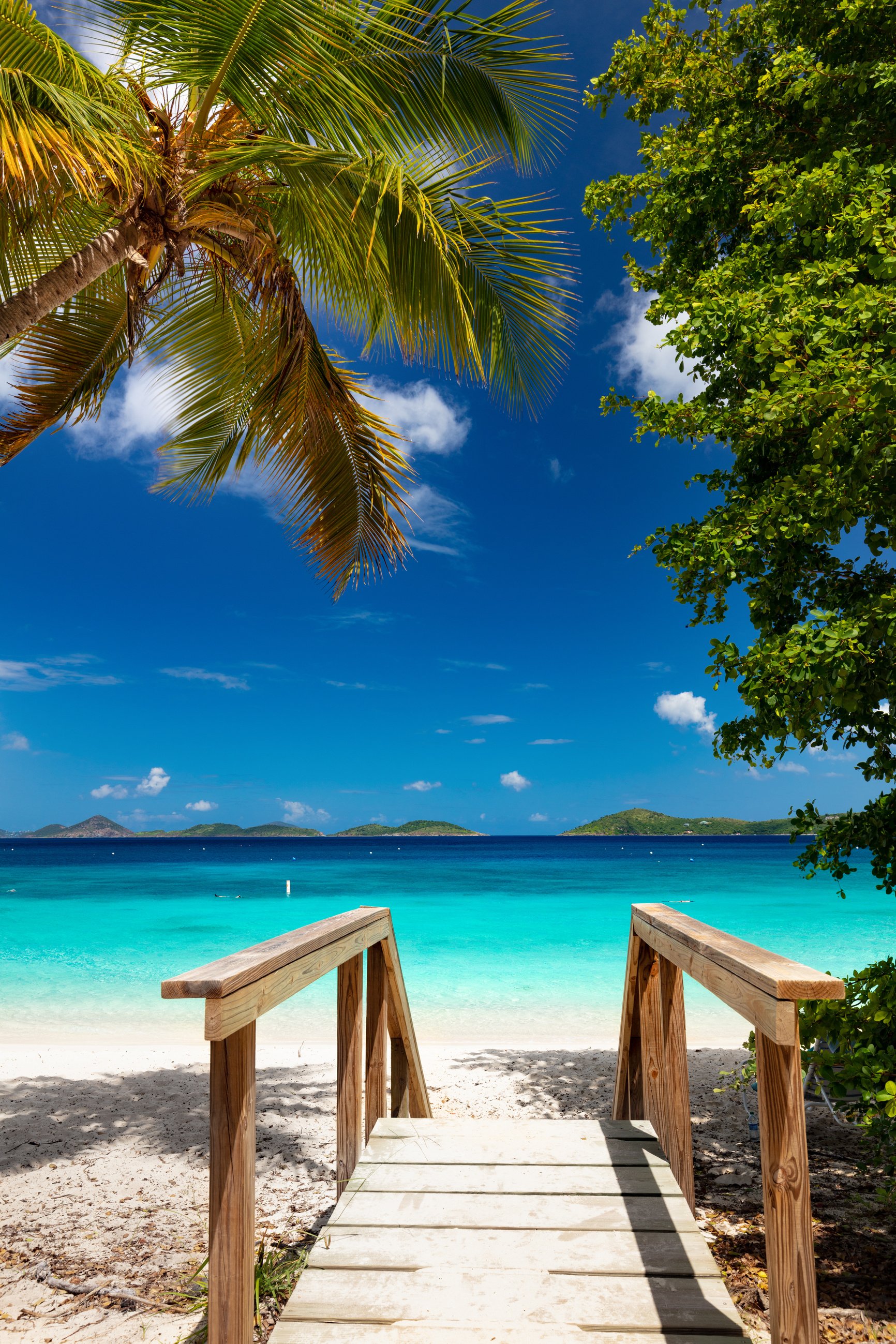 palm tree and path to Honeymoon Beach, St. John